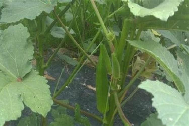 芭蕉可以盆栽吗 芭蕉盆栽怎么养