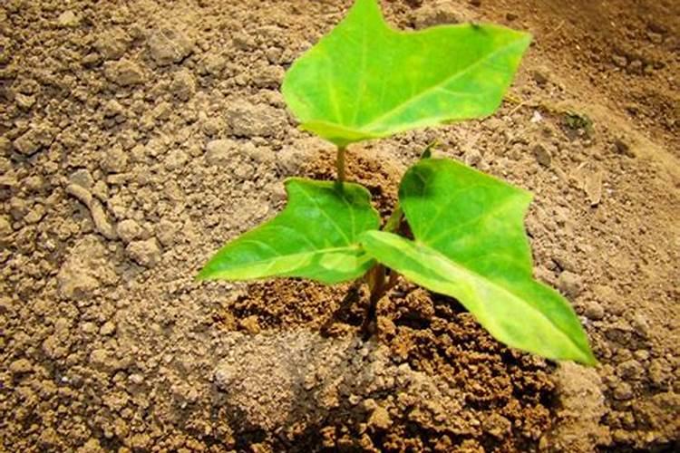 空气氮含量超70%,这是正常的吗？