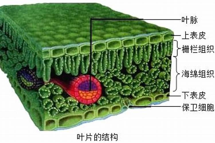磷酸二氢钾的原料是什么