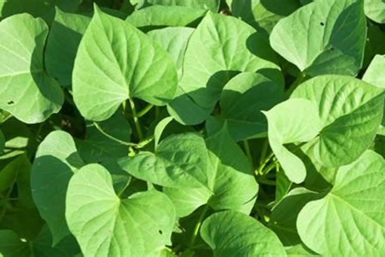 番薯盆栽如何施肥(番薯施肥技术)