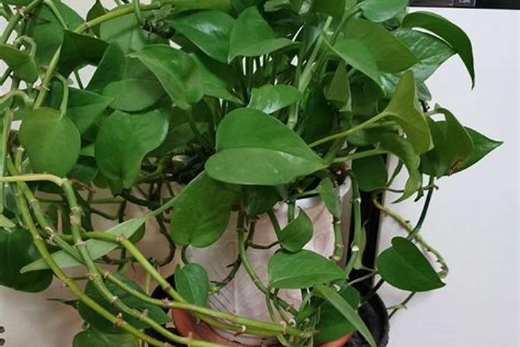 果树开花期可以施尿素肥吗？