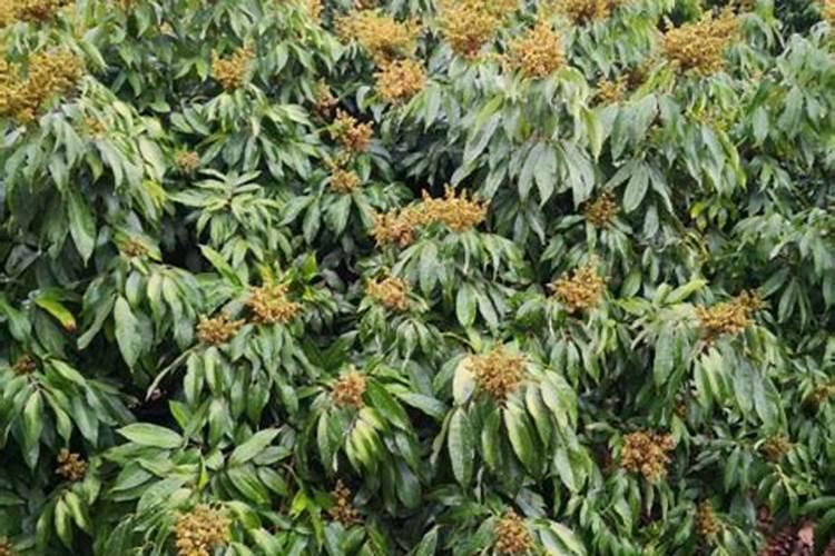 荔枝催花用什么农药最为理想