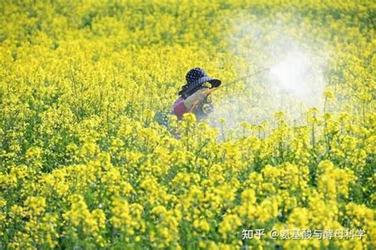 硝酸铵钾化肥用途是什么