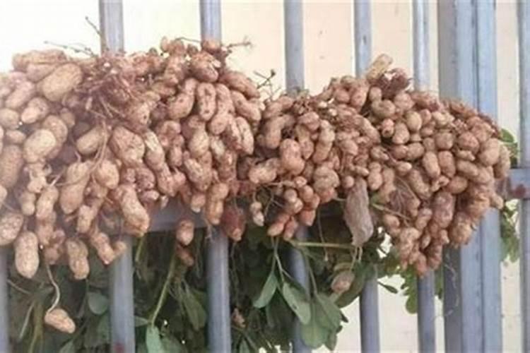 肥料上多了蒜苗发黄怎么办