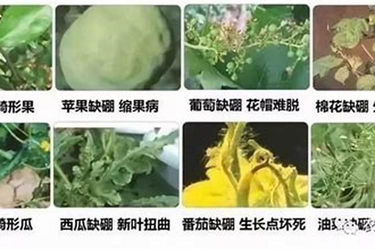 盆栽多肉植物施什么肥 该如何施肥