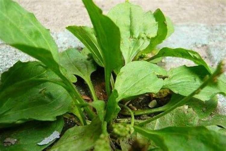 草甘膦加什么效果好？
