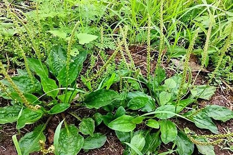 怎么给自己种的花草除虫