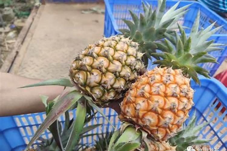 氮肥磷肥钾肥可以同时兑水浇花吗