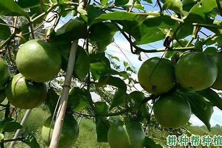 百香果种植管理