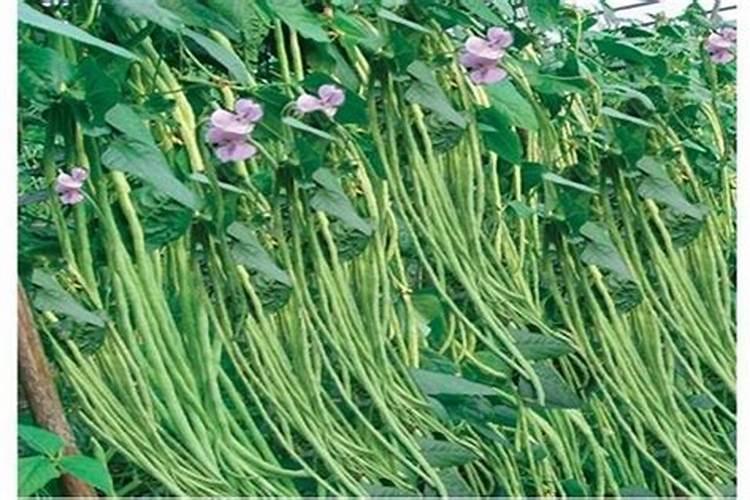 豇豆追肥什么肥料才是高产肥料烧根怎么办