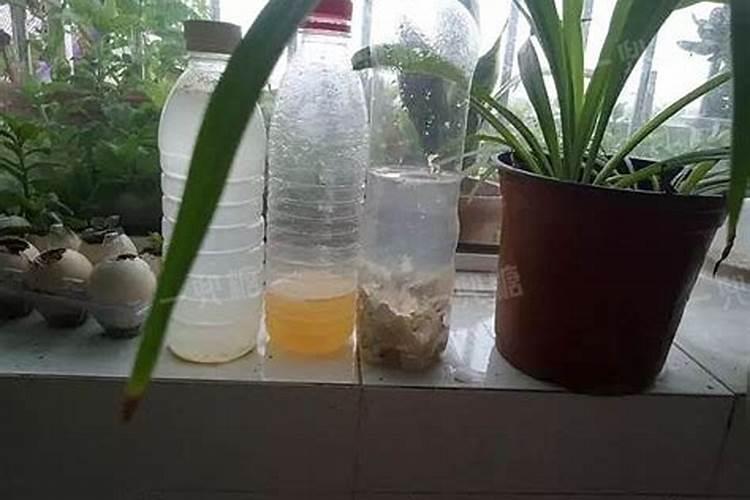 仙鹤来花的养殖方法