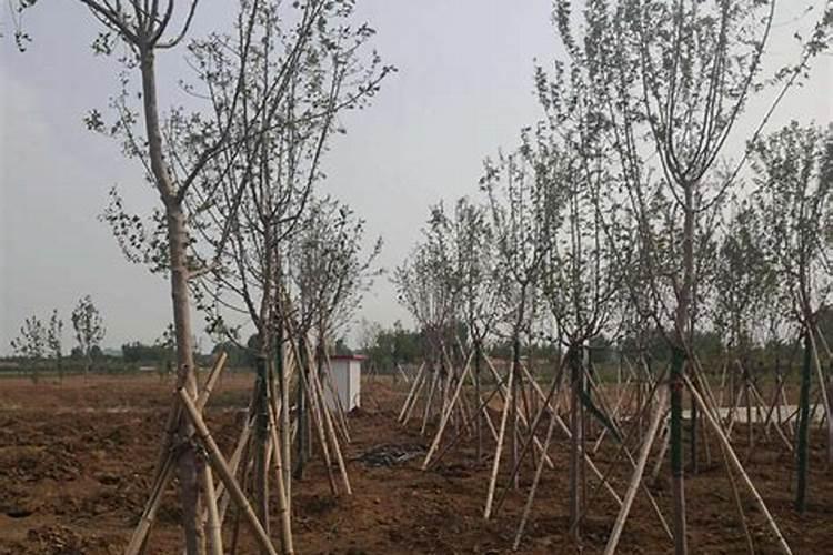 什么氮肥甜菜施用什么氮肥