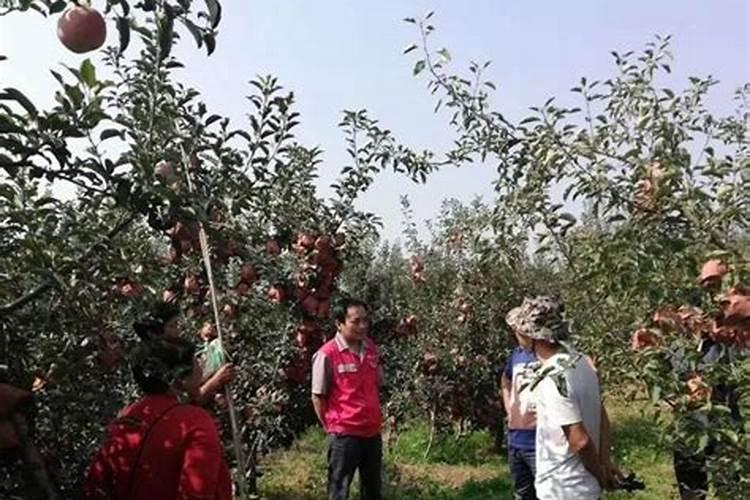 牛骨灰能当做肥料养花吗