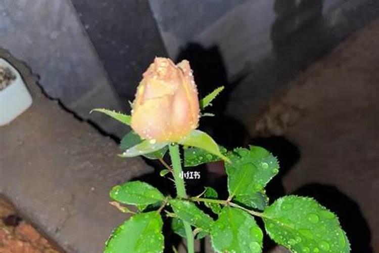 玫瑰花多久施一次肥 要施什么肥料