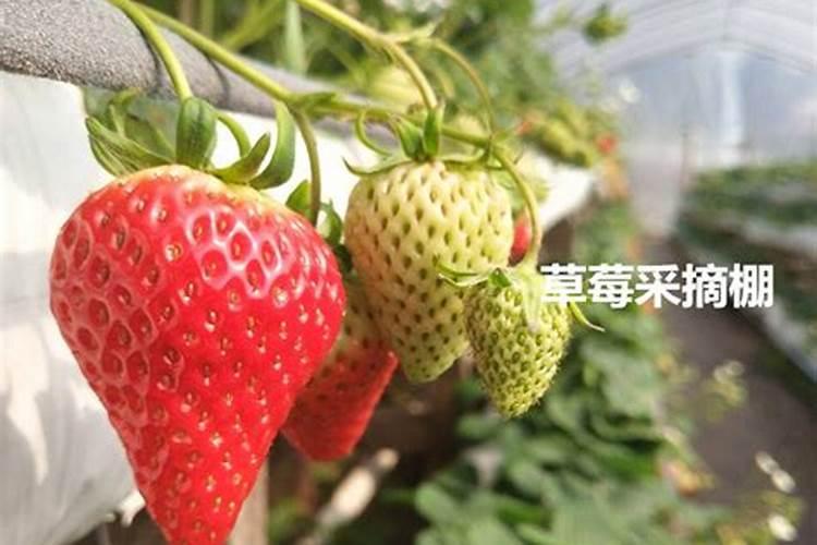紫苏种植小苗种植用什么肥料