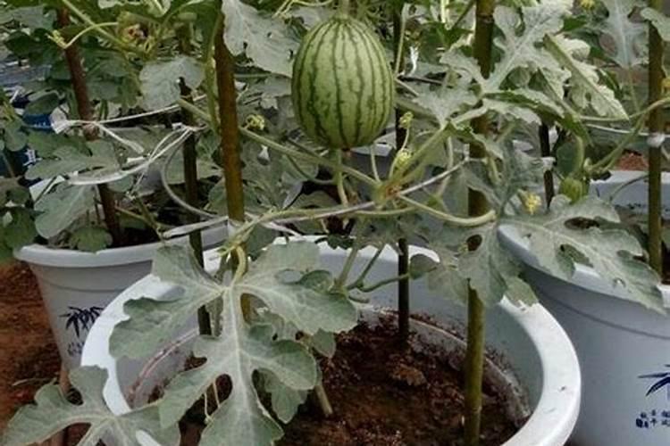 西瓜喜欢什么肥料