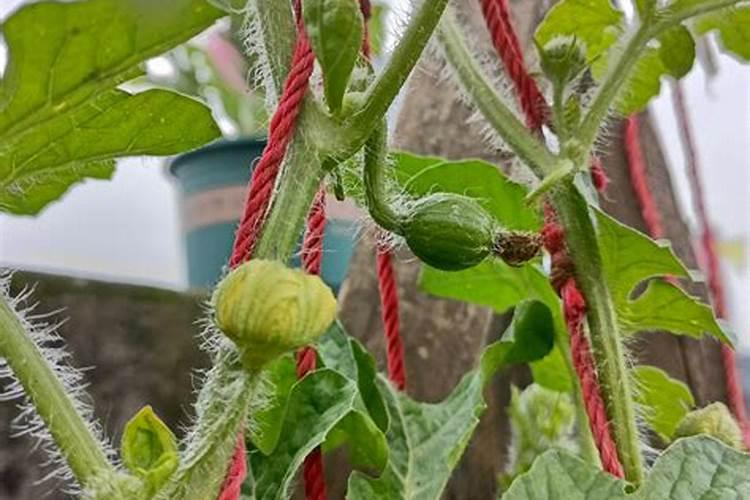 西瓜追肥用什么肥料