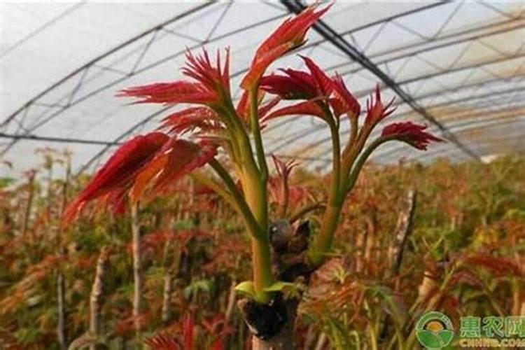 大丰收复合肥质量怎么样