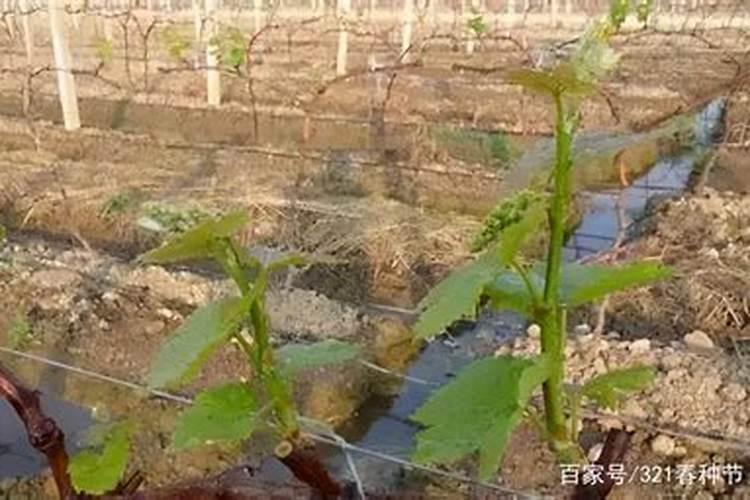 怎样给葡萄喷肥才能效果达到最好？