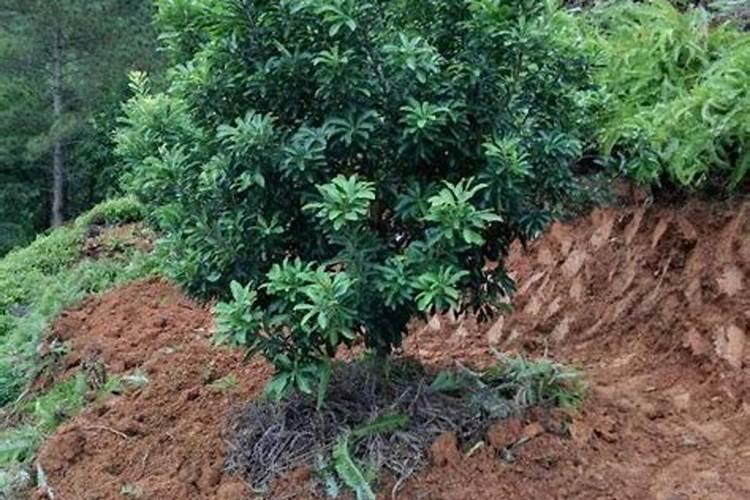 芸苔素内酯在 樱桃树上具体分那几个阶段使用能提高坐果率