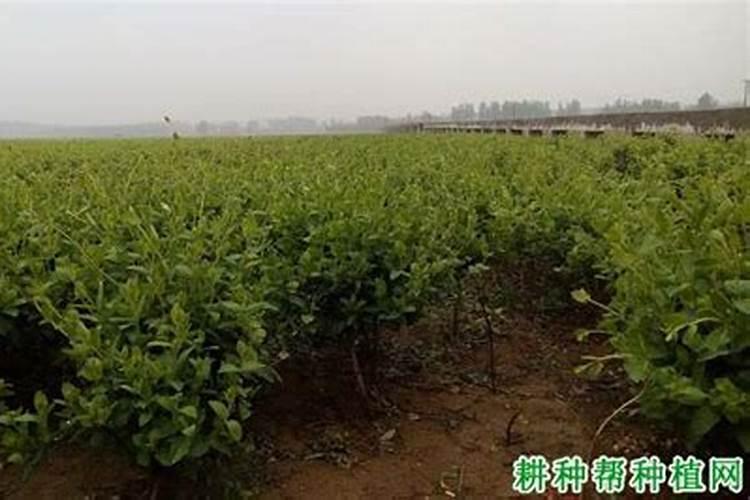 种花生复合肥和控释肥那个好啊