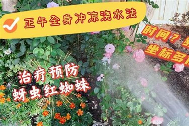 磷肥在什么时候施肥最好？月季什么时候施磷肥