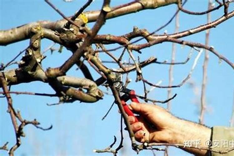 苹果树施肥时间和方法简介