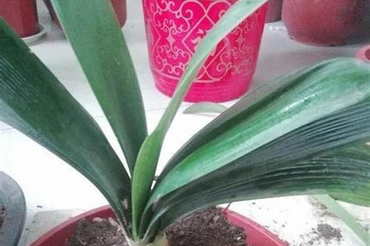 人工种植白茶的方法