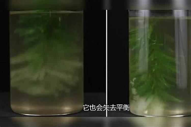磷酸二氢钾能给西红柿浇水吗？
