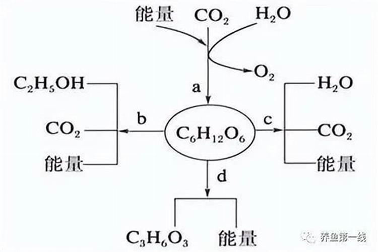 大白菜用什么肥料追肥(上几次肥最好,什么时候用肥)