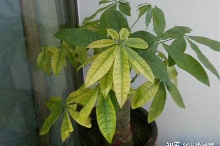 一棵树上多少复合肥