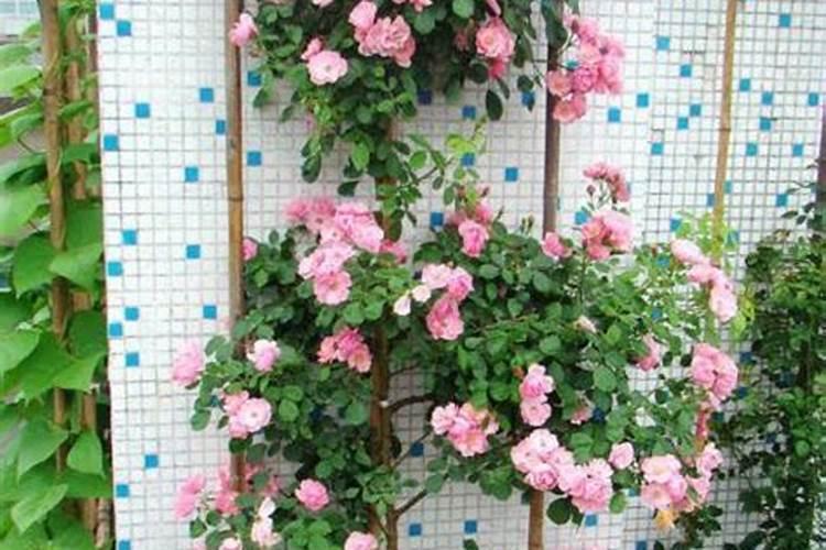 含笑花养护、繁殖方法,病虫害的预防与治疗!