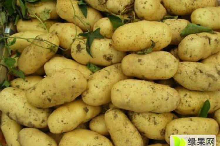 土豆追肥用什么肥料？用了这些肥料土豆养得活才怪