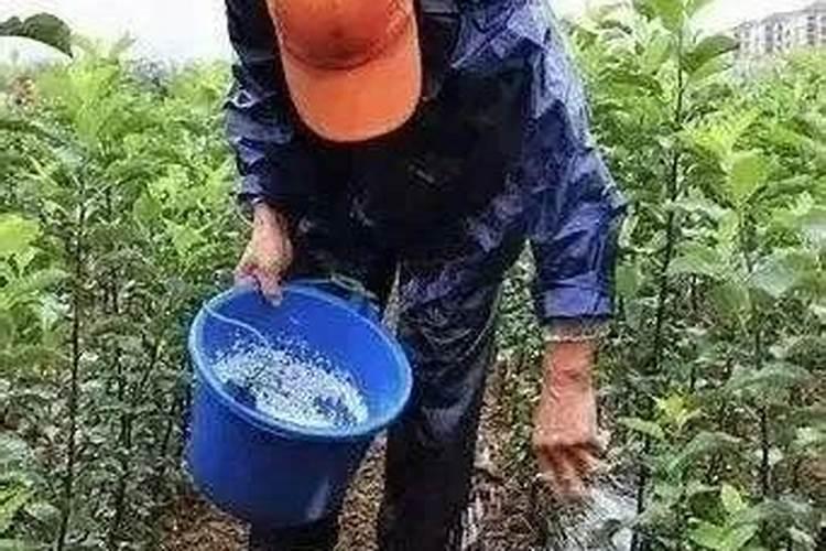 玫瑰花施肥施什么肥料,施肥太多了怎么办