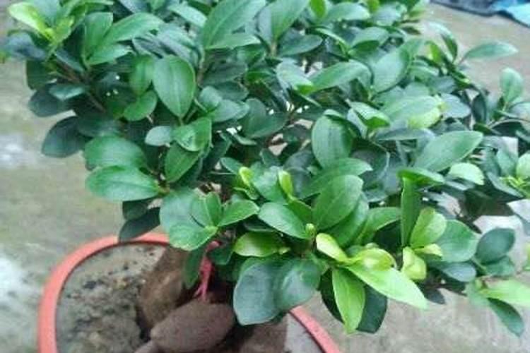 给榕树换土加什么肥料,豆饼肥或腐熟骨肥