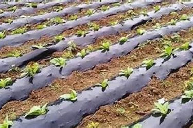 水溶肥可以不兑水用吗 水溶肥料兑水比例是多少