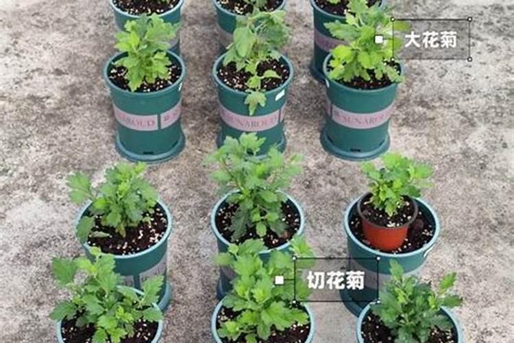 进口十大水溶肥品牌