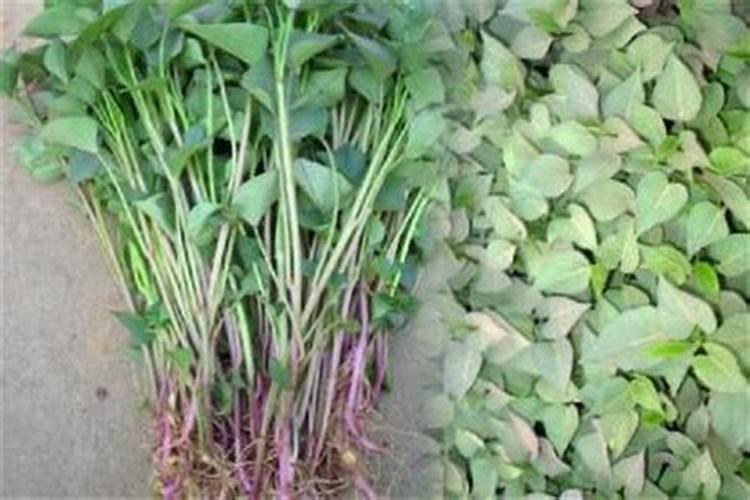 白山芋怎样种植