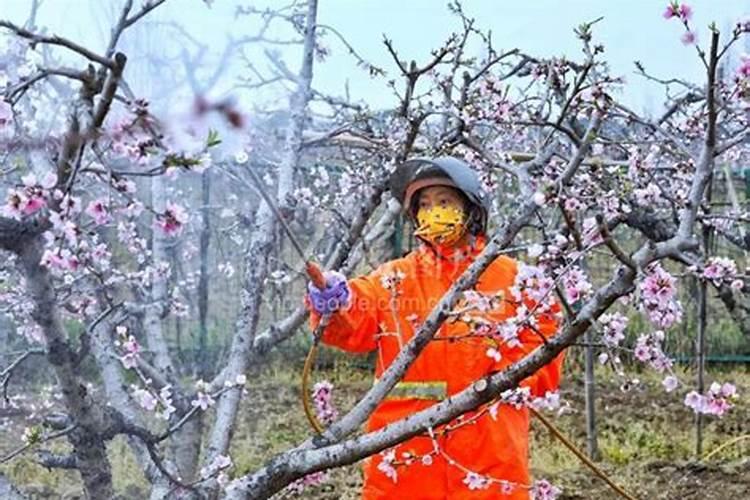 桃树什么时候施肥最好桃树施肥的最佳时间