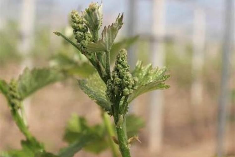 磷肥的施用方法及注意事项