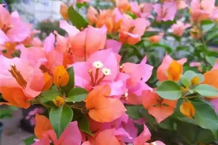 盆栽花什么时候施肥