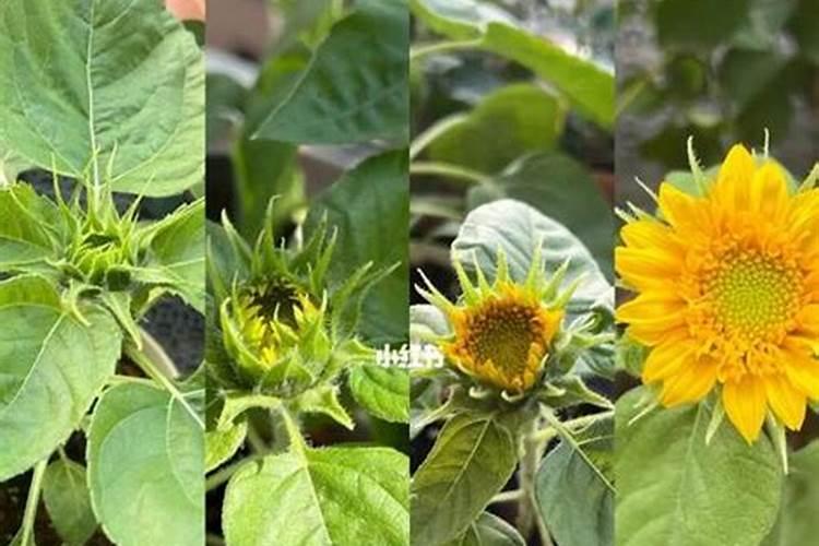 红花生和白花生有什么区别？2022五一前后花生价格多少钱一斤？
