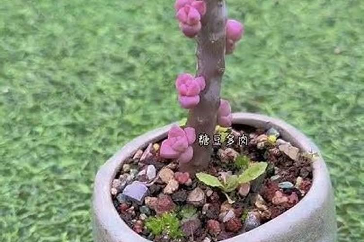 桉树新苗种生后为什么会有叶干枯