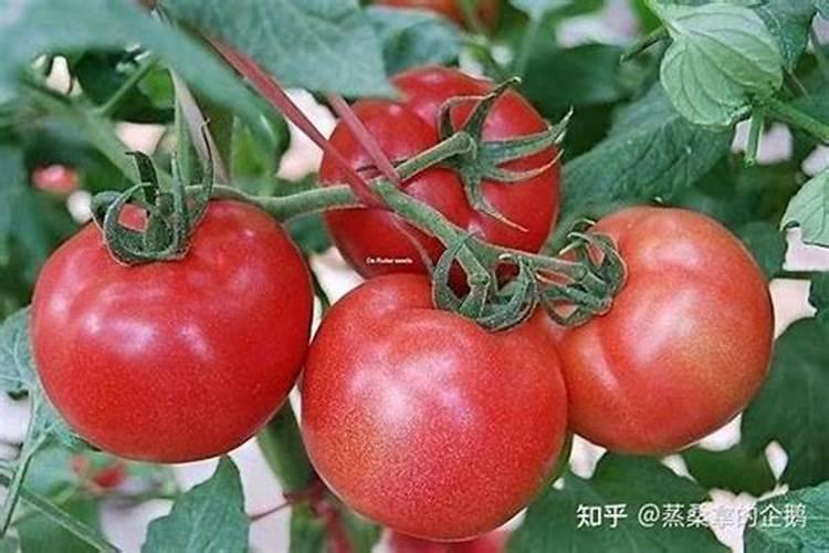 什么水果🥭在春天成熟,又是圆圆的？