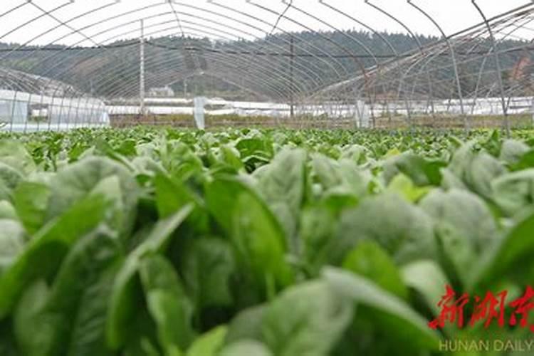 菠萝栽培管理技巧技术 菠萝应该怎么施肥