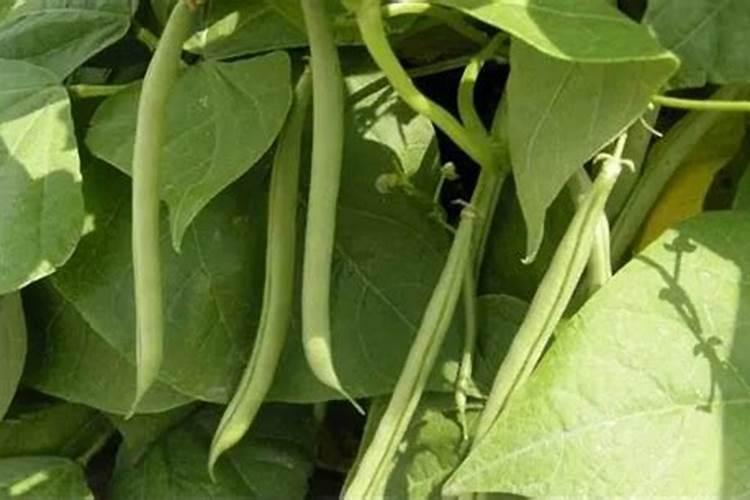 四季豆坐果期可以喷洒叶面肥吗