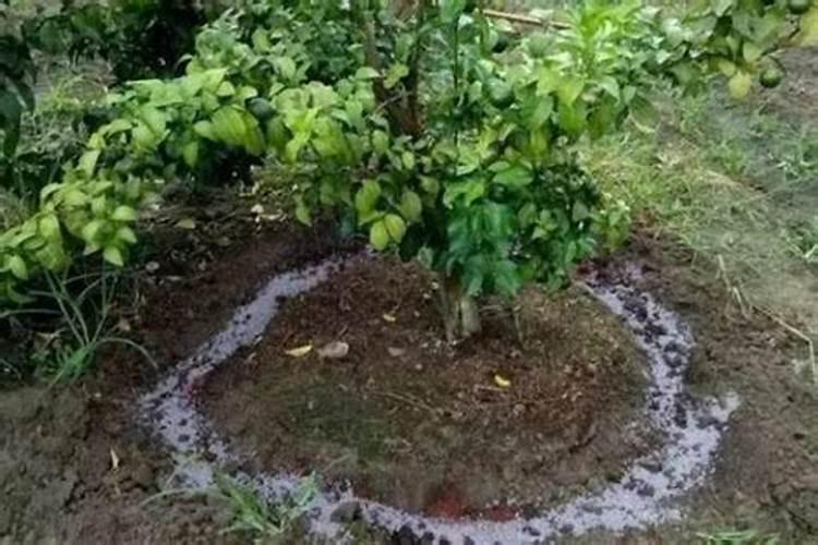 茶花树被肥料烧根怎么办？