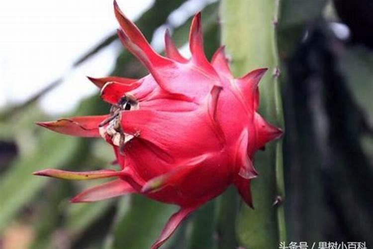 大棚芹菜亩产量一般多少斤