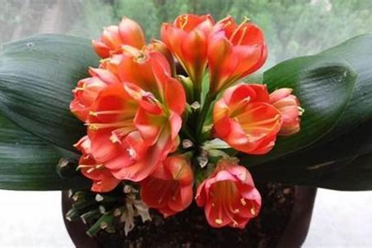君子兰要开花时用什么肥好