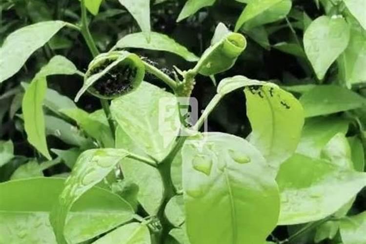 花卉叶面肥用什么好 花卉叶面肥浓度多少合适